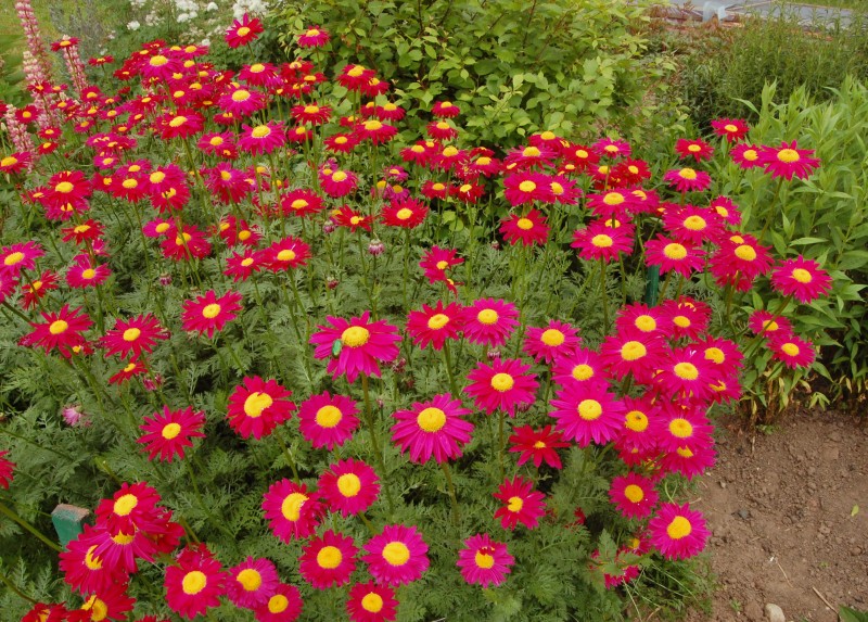 Цветы пиретрум посадка и уход фото когда сеять семена