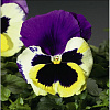 Виола крупноцветковая Колоссус Триколор фото 2 