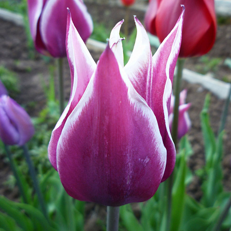 Тюльпан лилиецветный Баллада