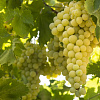 Виноград плодовый Солярис фото 1 