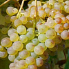 Виноград плодовый Солярис фото 3 
