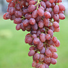 Виноград плодовый Кишмиш лучистый фото 2 