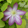 Клематис крупноцветковый Асао фото 3 