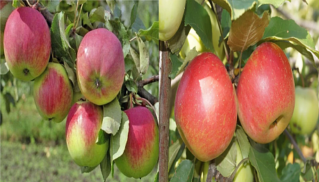 Дерево-сад (2-3х летка) яблоня 2 сорта Уэлси - Орловим