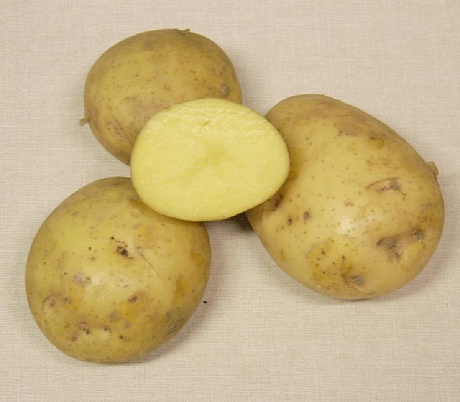 Картофель семенной Кронэ